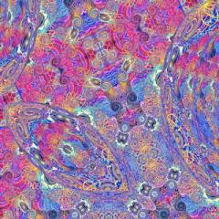 Placenta