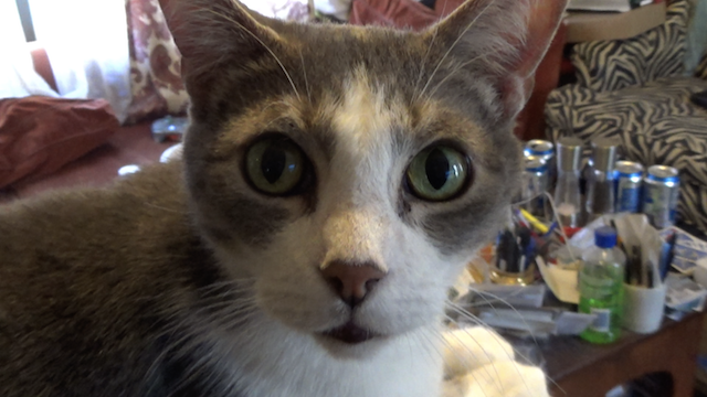 Black Country, New Road / デビュー前にして現代最高峰のバンドと称されるブラック・カントリー・ニュー・ロードが2月5日にリリースするデビュー作『For the first time』より新曲「Track X」を日本語字幕付きのMVと共に解禁! 監督はフリー素材の使用で知られるバート・プライス また、3月にはロンドンからの配信ライブが決定!